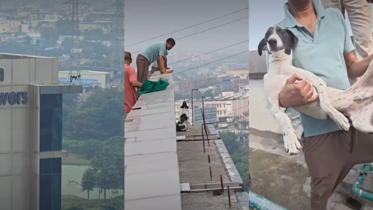 How Did He Get There? Gurugram Dog Found Stranded on 12th Floor Roof, Then Rescued How Did He Get There? Gurugram Dog Found Stranded on 12th Floor Roof, Then Rescued