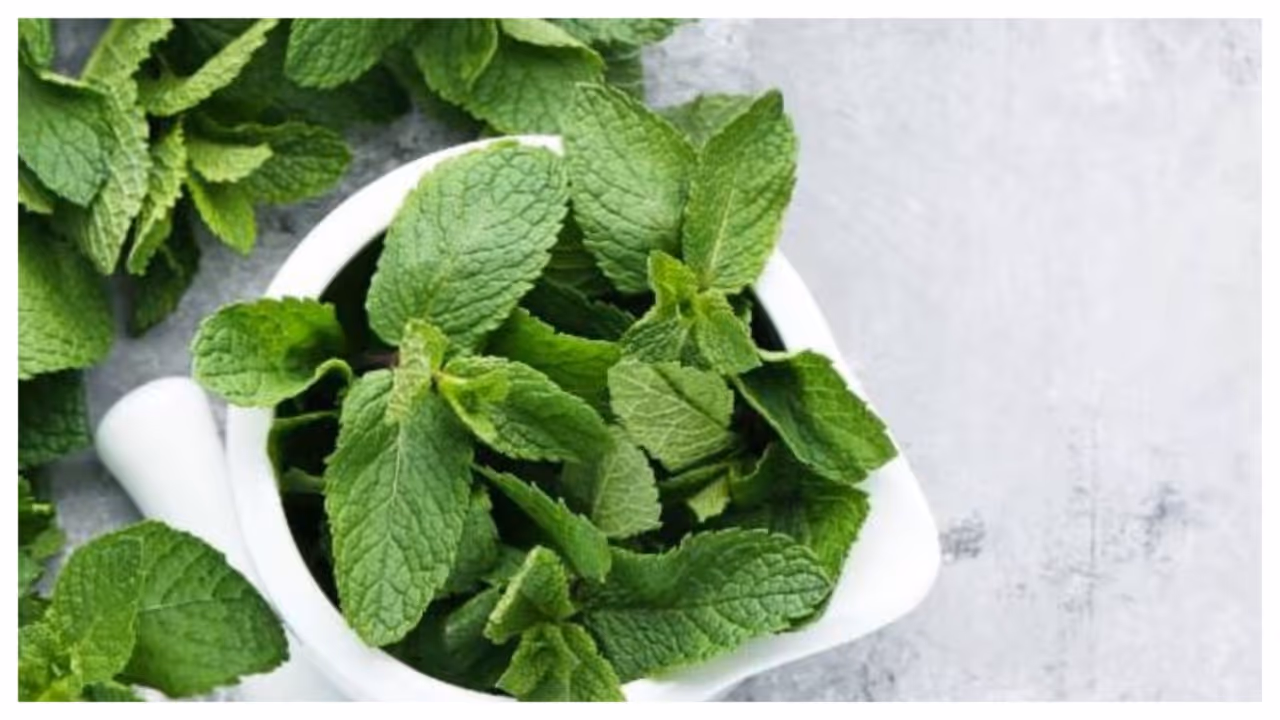 mint leaves mint leaves