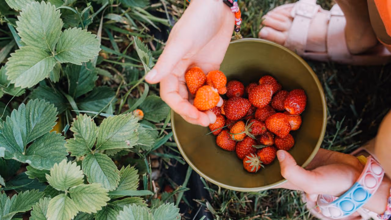 Strawberry Strawberry
