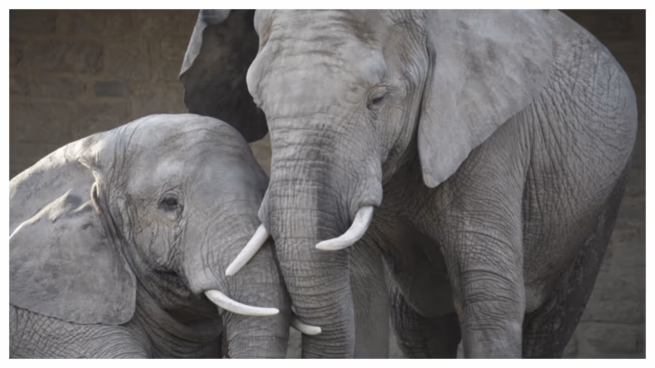 Animals Animals