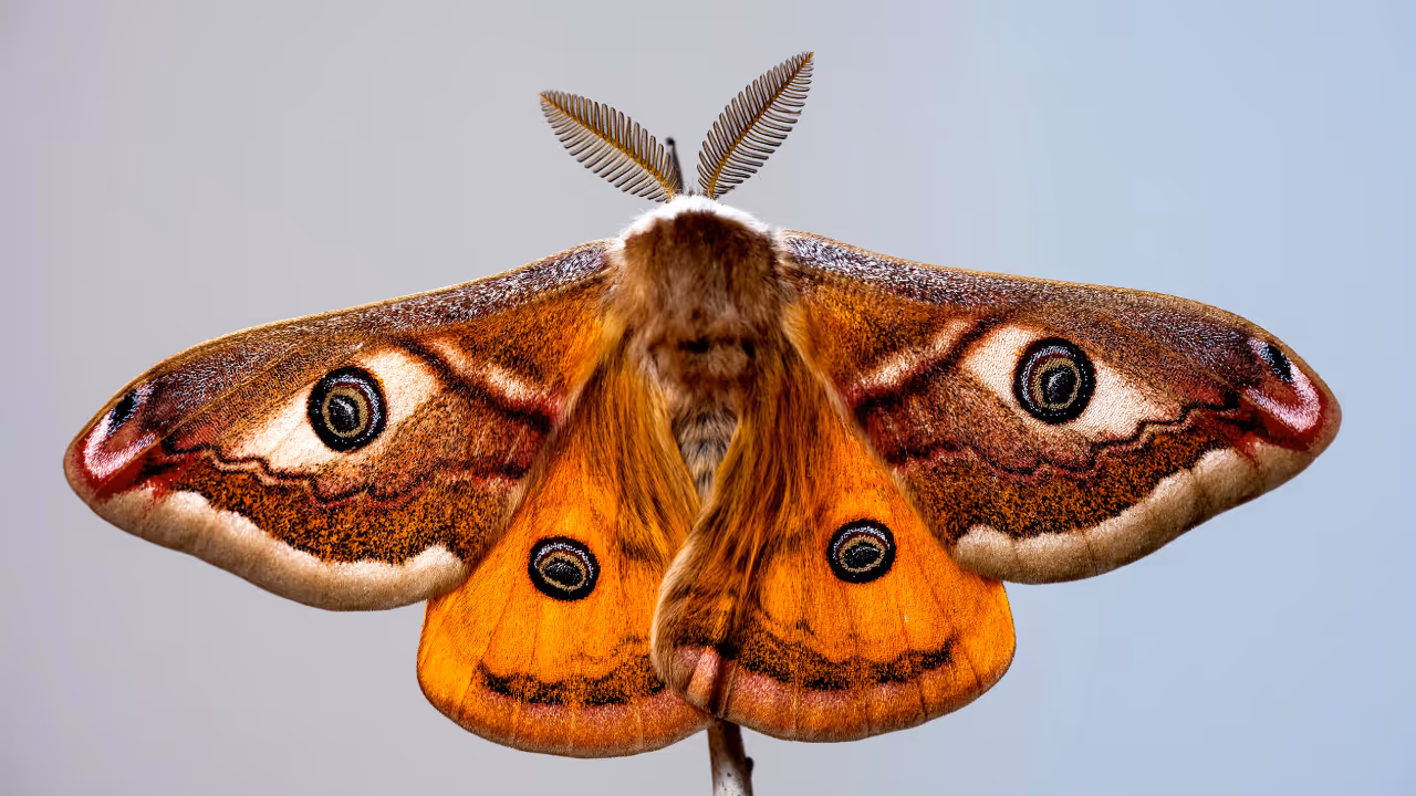 Moth