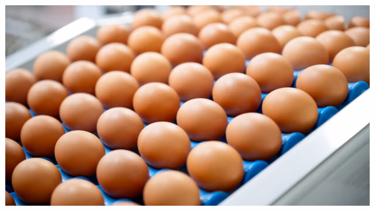 Officials collect egg samples for laboratory testing following viral claims in Karnataka Officials collect egg samples for laboratory testing following viral claims in Karnataka