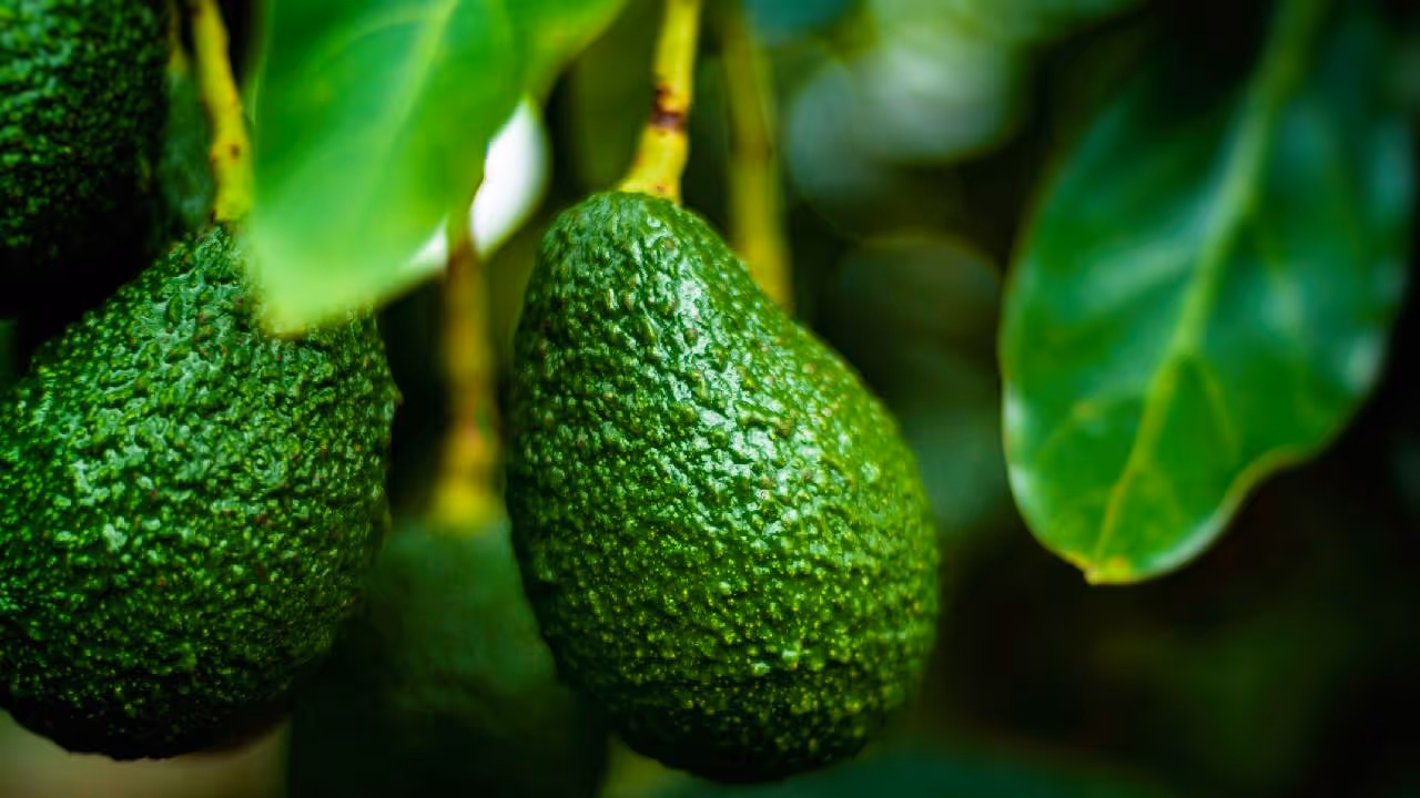 fresh avocado fresh avocado