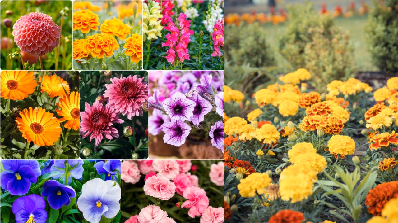 5 flowers to plant in September for winter garden
