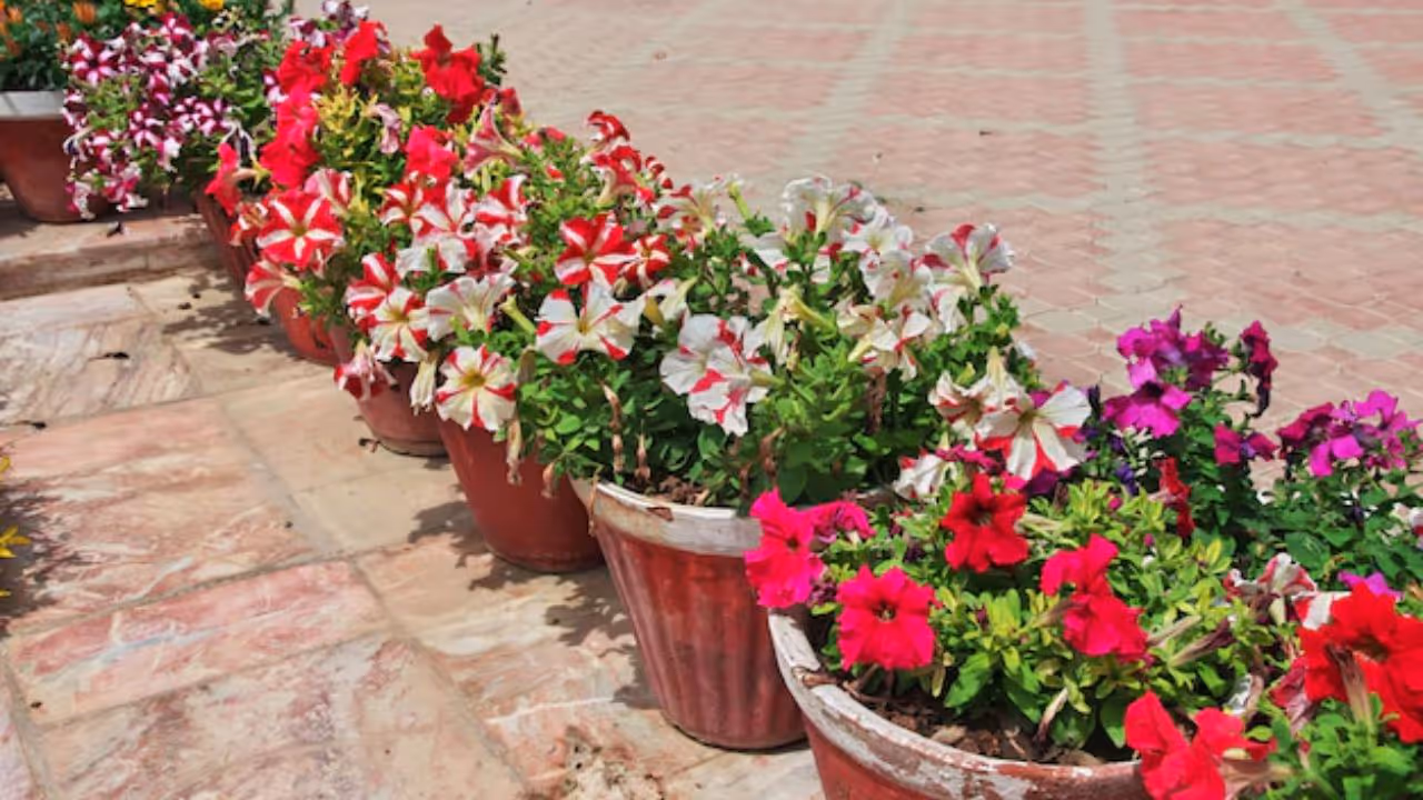 best flowers to grow in September for winter season