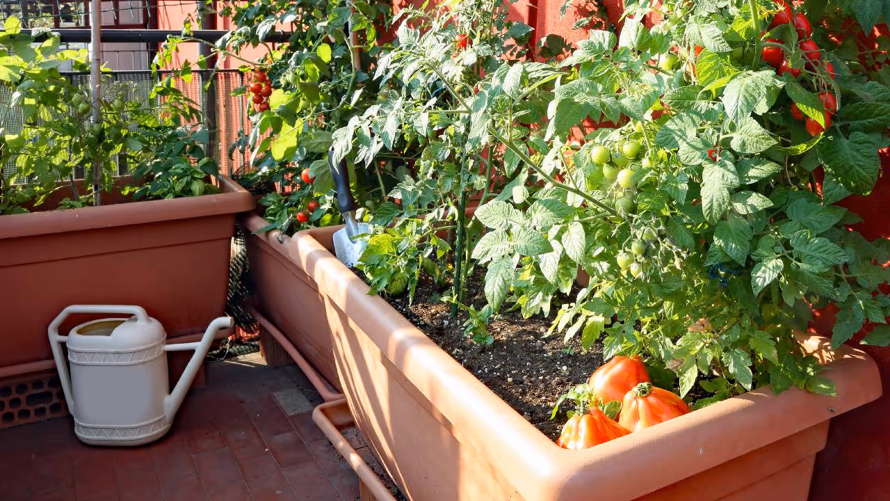 Terrace Gardening Terrace Gardening