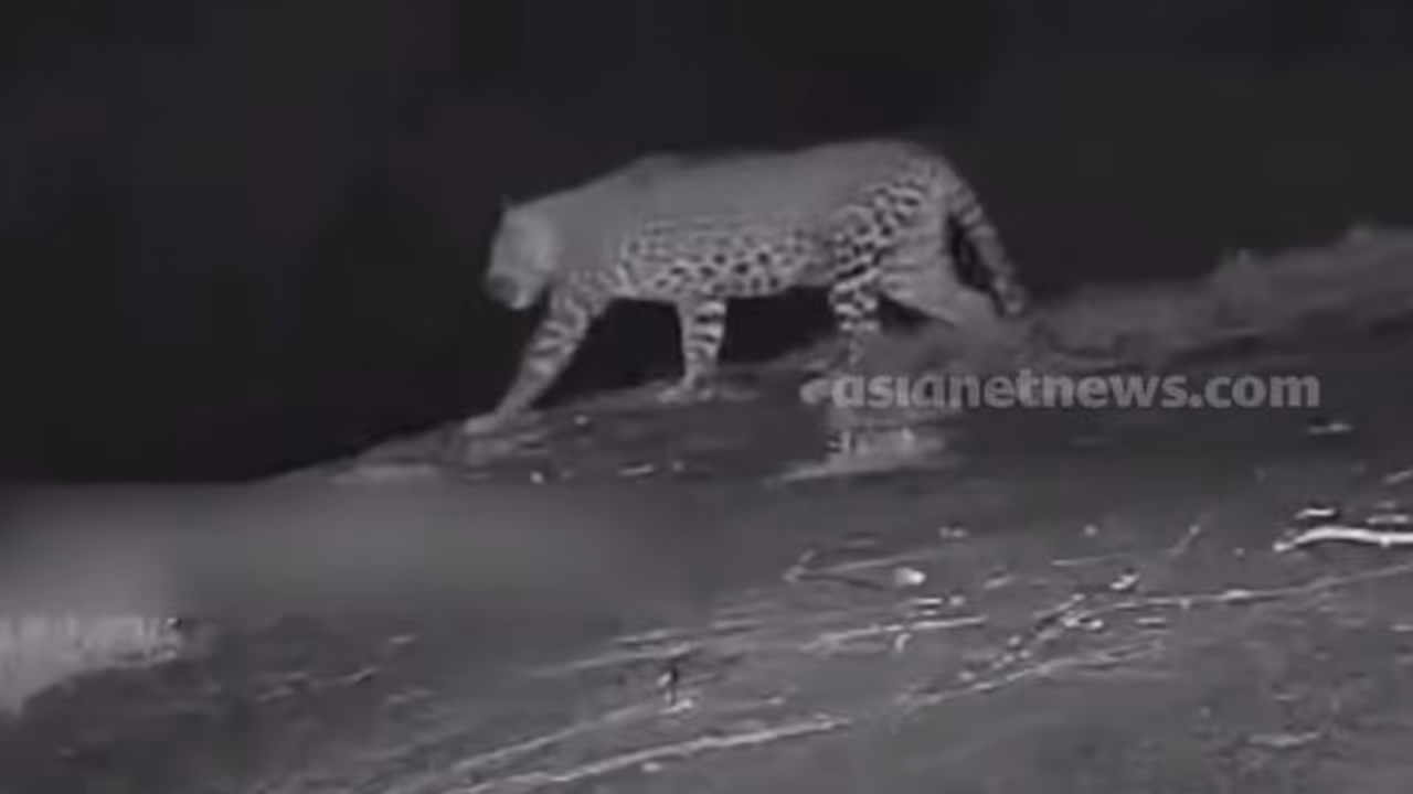 Leopard spotted in same route 