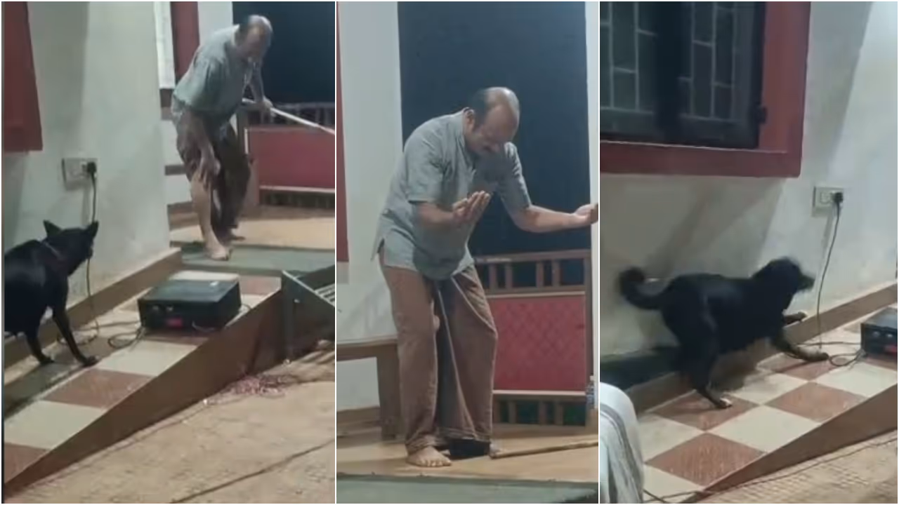 Kerala stray dog street play viral video