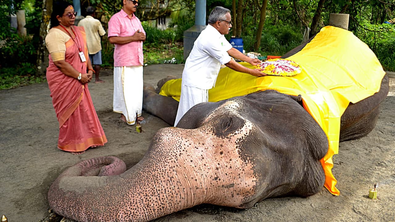 Guruvayur elephant Gokul death Guruvayur elephant Gokul death