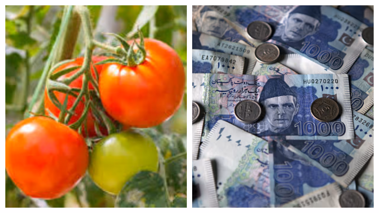 Tomato price in Pakistan Tomato price in Pakistan