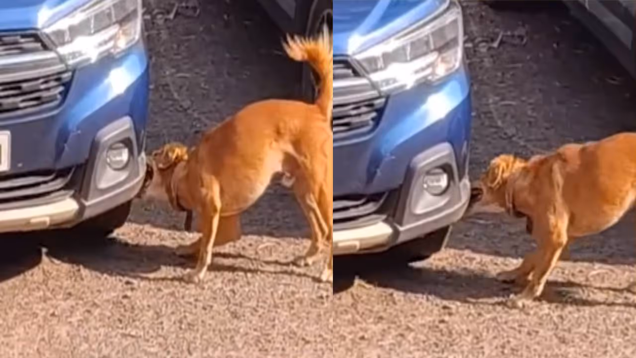 Viral Video of Dog Attacking Car Reunites Pet with Owner
