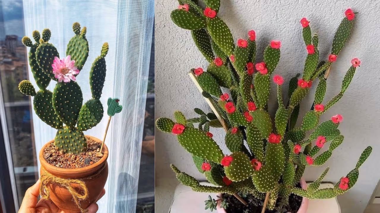 cactus indoor plants for home