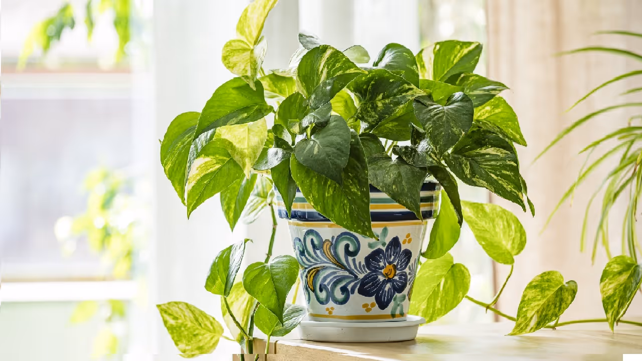 money plant money plant