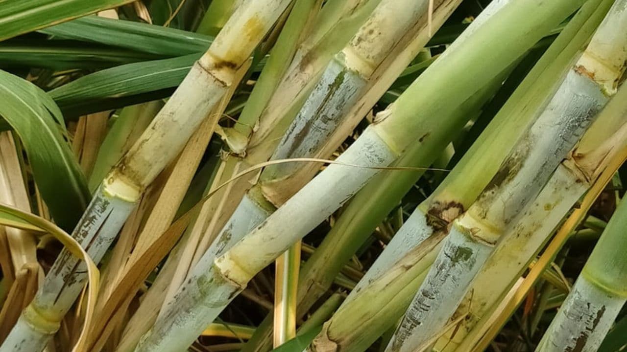 Sugarcane Sugarcane