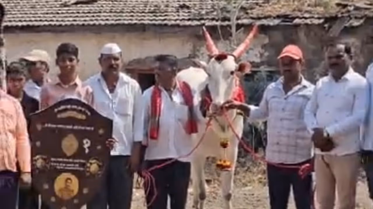 Karnataka Farmer Hosts Grand Birthday Party for His Ox Karnataka Farmer Hosts Grand Birthday Party for His Ox