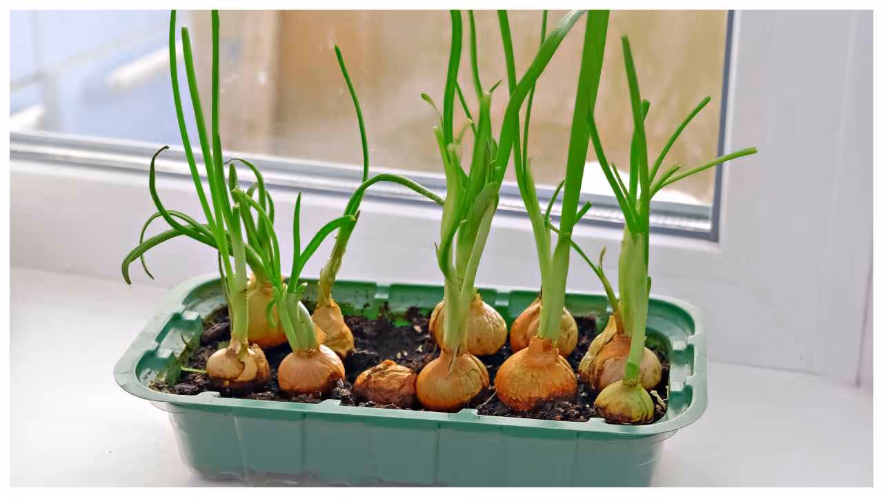 A Simple Guide to Growing Onions in Your Kitchen Garden Onion Cultivation A Simple Guide to Growing Onions in Your Kitchen Garden Onion Cultivation