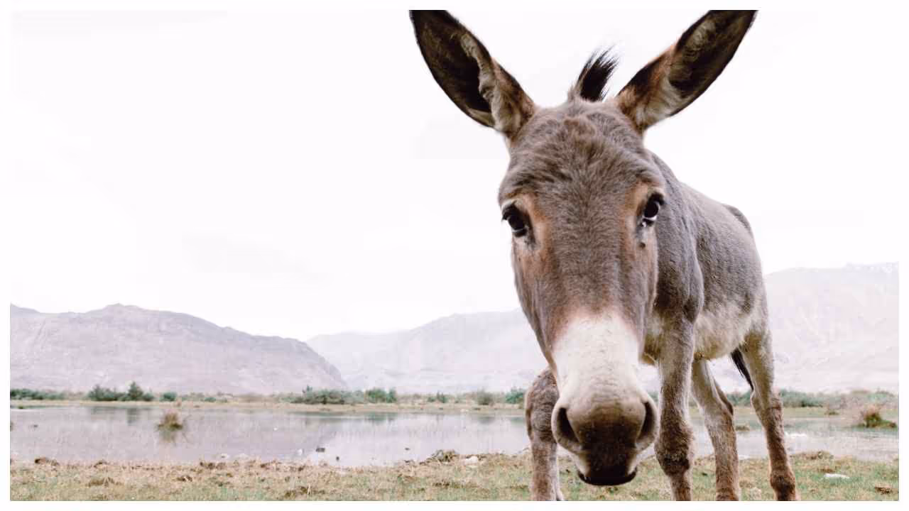Gulab Jamun Donkey Feeding Gulab Jamun Donkey Feeding