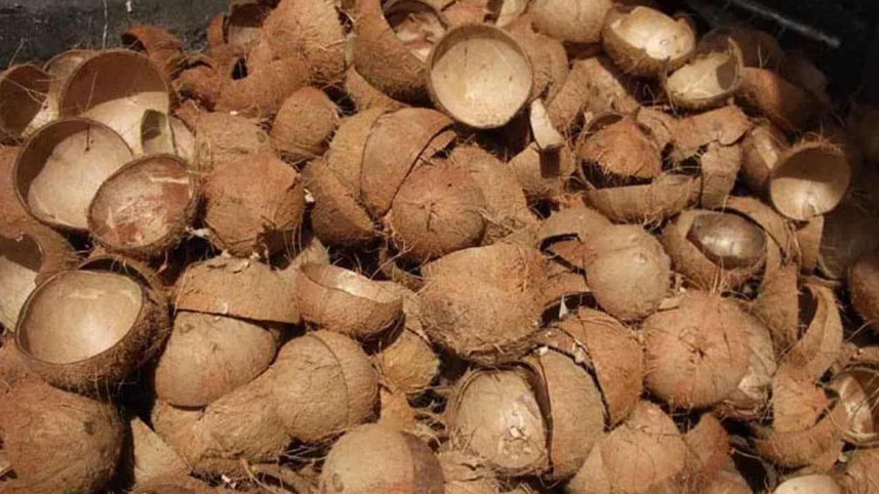 Coconut Shell Business Coconut Shell Business