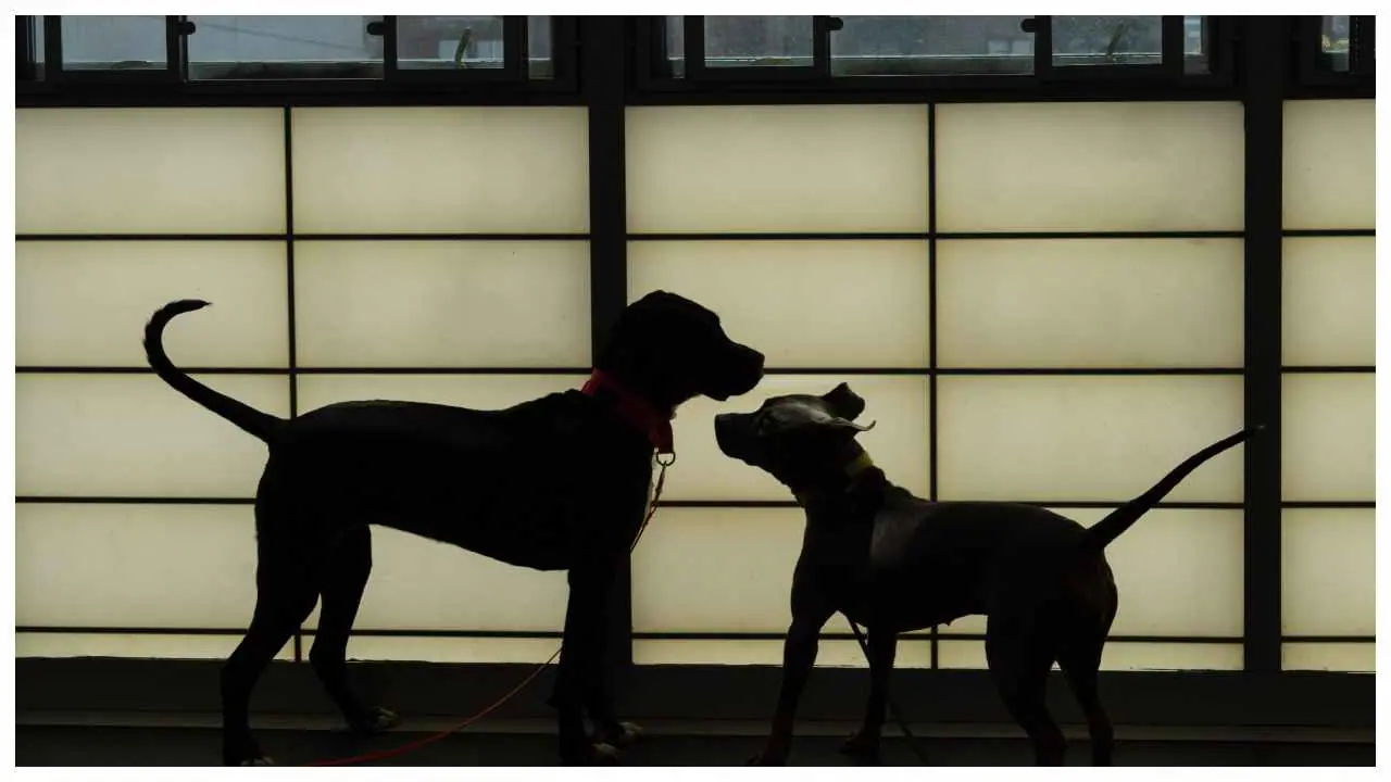 Pet Dogs Pet Dogs