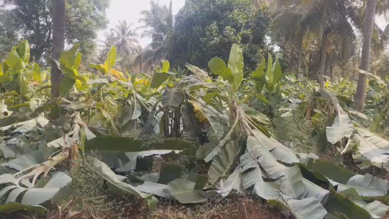 Banana plants Banana plants