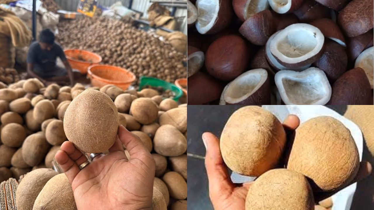 Record copra prices at Tiptur APMC bring cheer to farmers Record copra prices at Tiptur APMC bring cheer to farmers