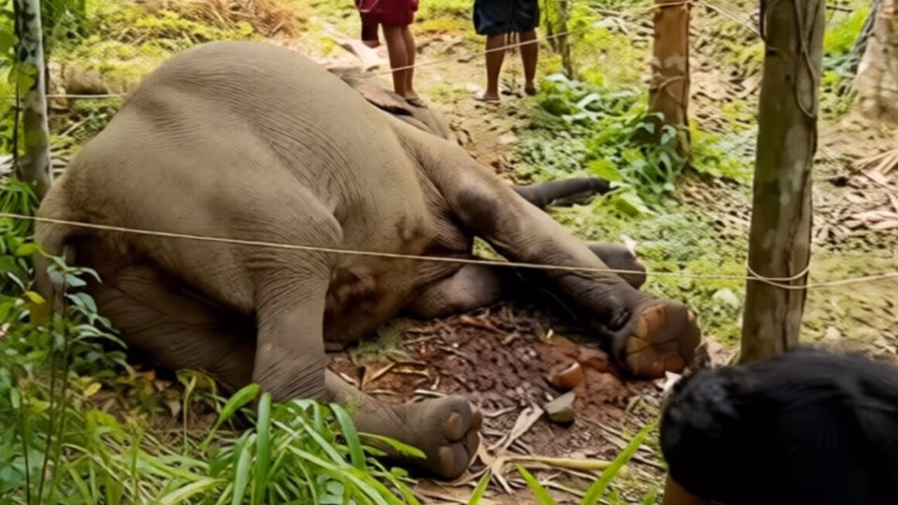 elephant dead elephant dead
