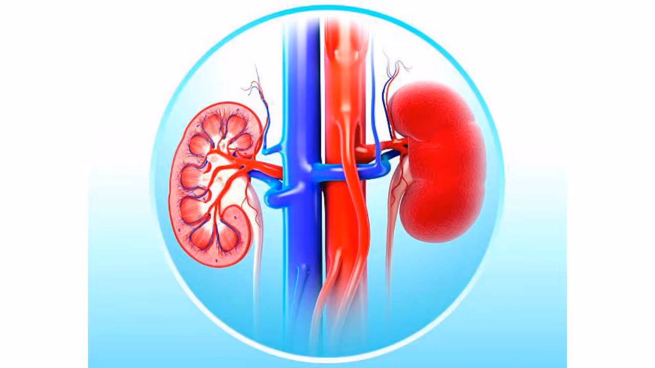 Kidney Issues Kidney Issues