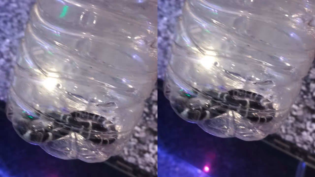snake snake
