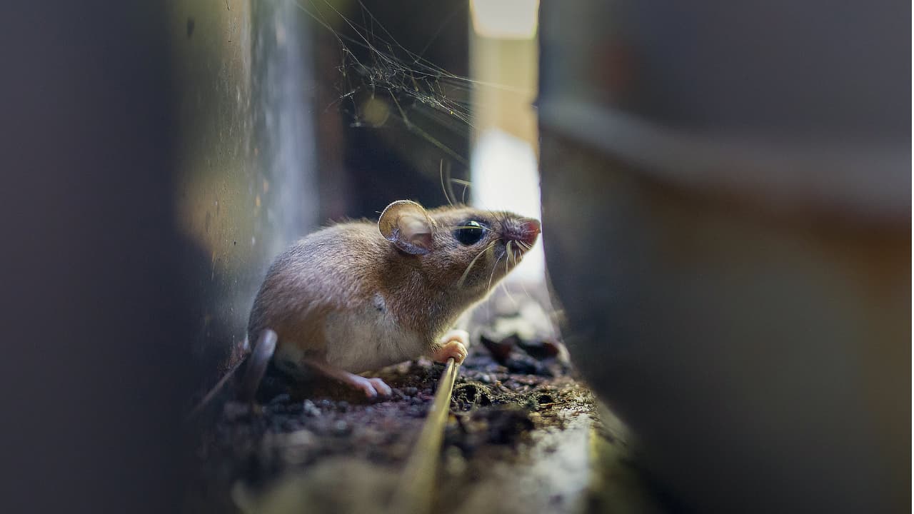 hantavirus hantavirus