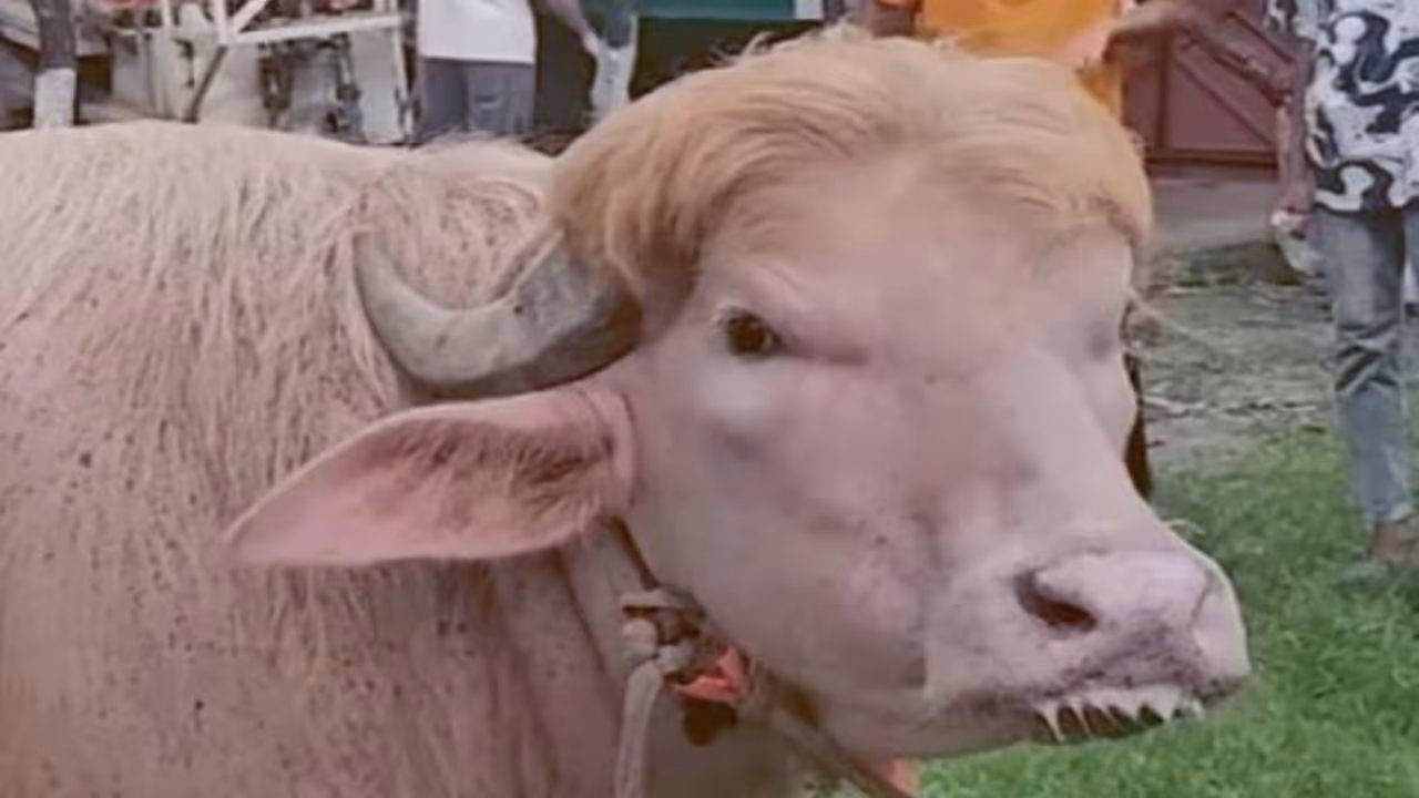 Buffalo nicknamed Donald Trump Buffalo nicknamed Donald Trump