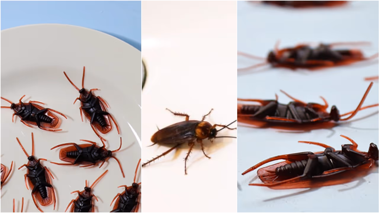 The Scientific Reason Behind Your Fear of Cockroaches The Scientific Reason Behind Your Fear of Cockroaches