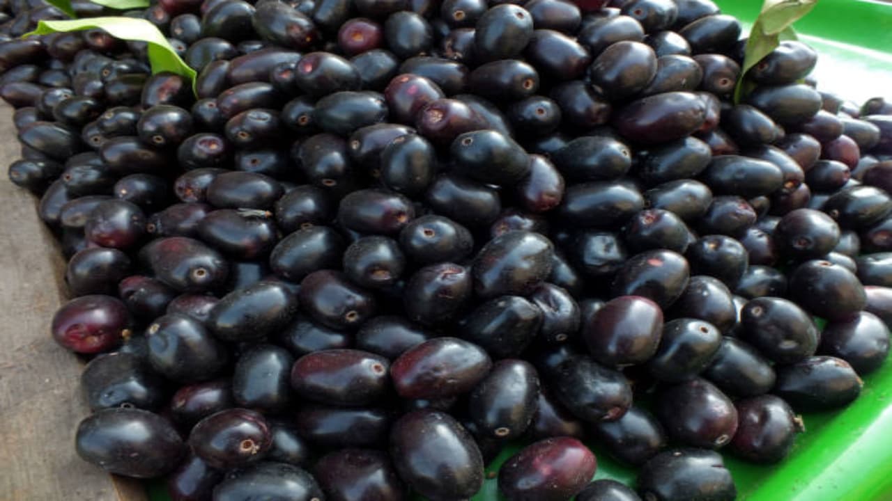can diabetic and bp patients eat jamun fruit can diabetic and bp patients eat jamun fruit