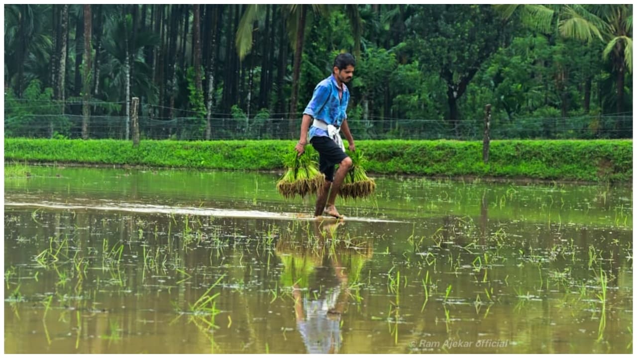 paddy cultivation paddy cultivation