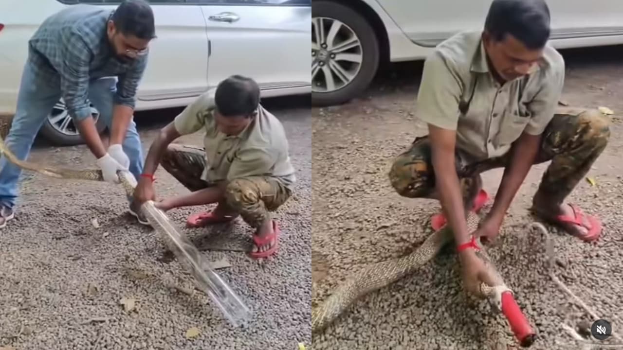 High Tension Operation Saves Cobra in Kollam High Tension Operation Saves Cobra in Kollam