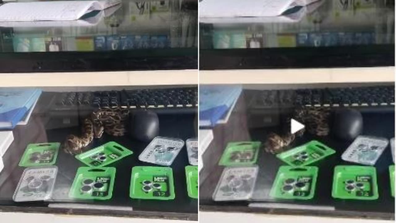 Python Found Coiled Inside Mobile Shop Display Case Python Found Coiled Inside Mobile Shop Display Case
