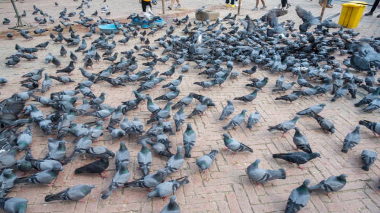 pigeon pigeon