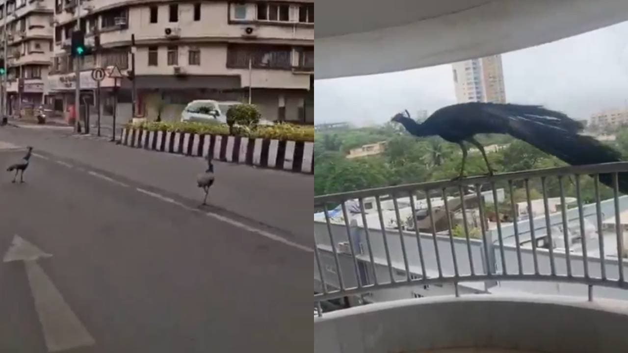 Rare Peacock Sightings On Pedder Road Leave Mumbai In Awe Rare Peacock Sightings On Pedder Road Leave Mumbai In Awe