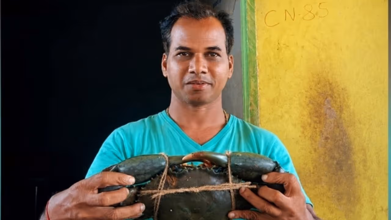 Premium mud crabs from Karnataka exported to Southeast Asian markets Premium mud crabs from Karnataka exported to Southeast Asian markets