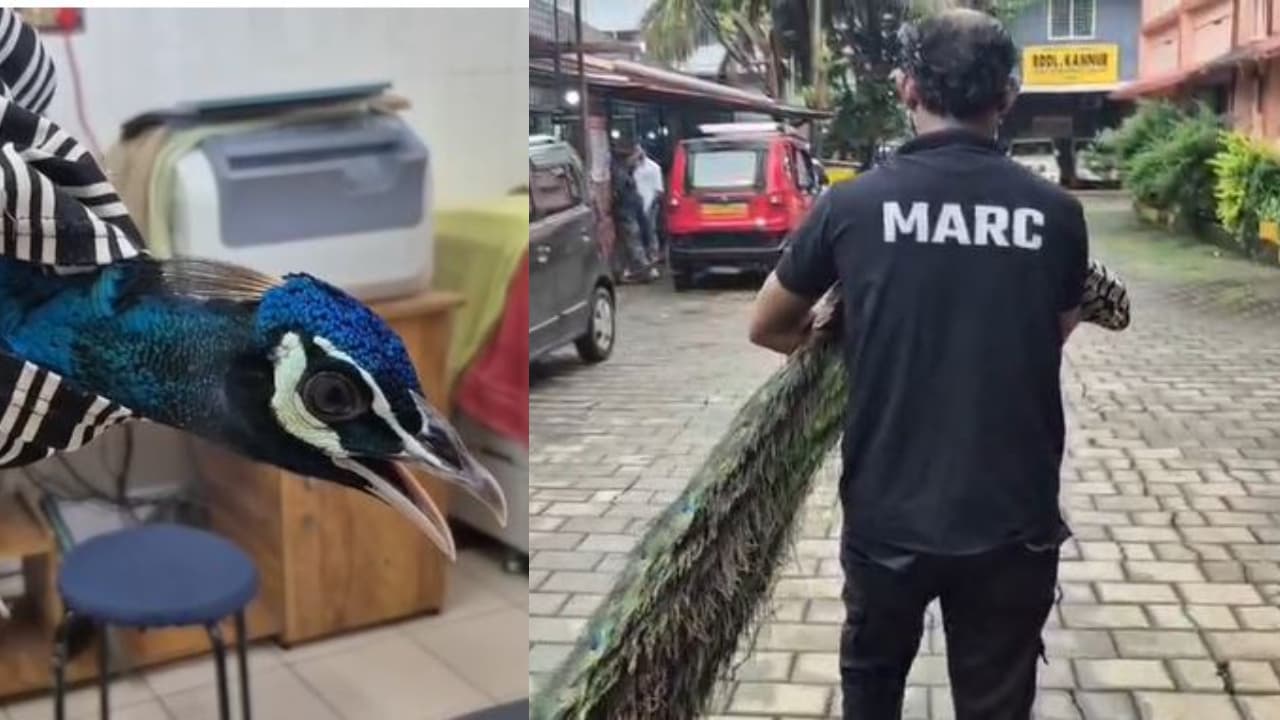 Injured Peacock Rescued from Kerala Home After Hours Long Standstil Injured Peacock Rescued from Kerala Home After Hours Long Standstil