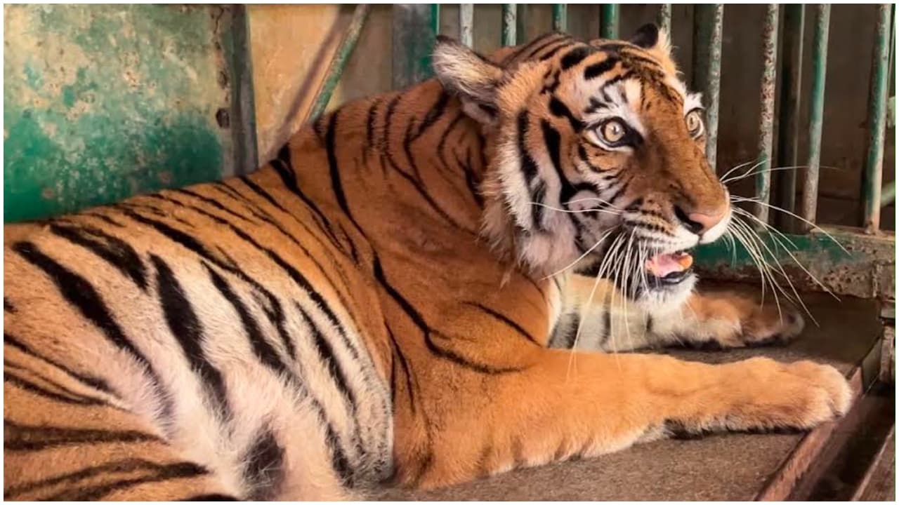 Rare Tiger Cancer Rare Tiger Cancer