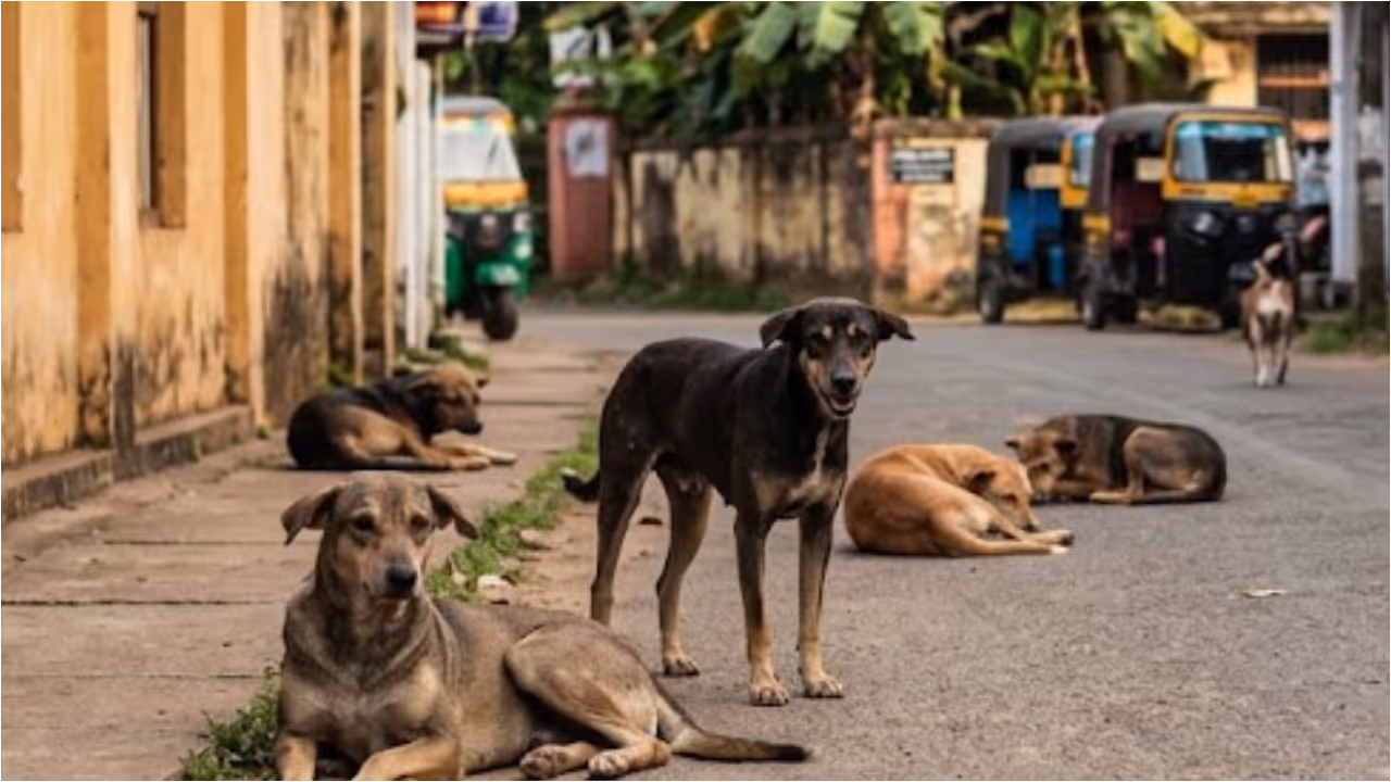 stray dog attack compensation kerala stray dog attack compensation kerala