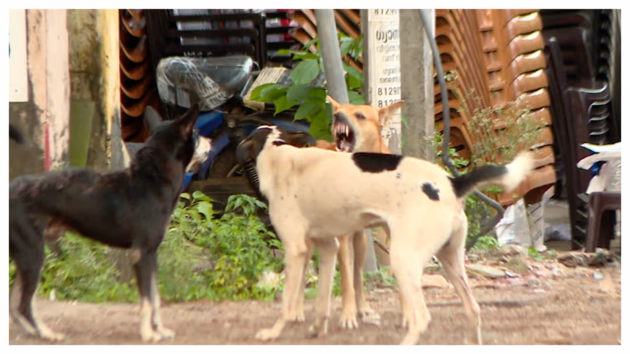 stray dog stray dog