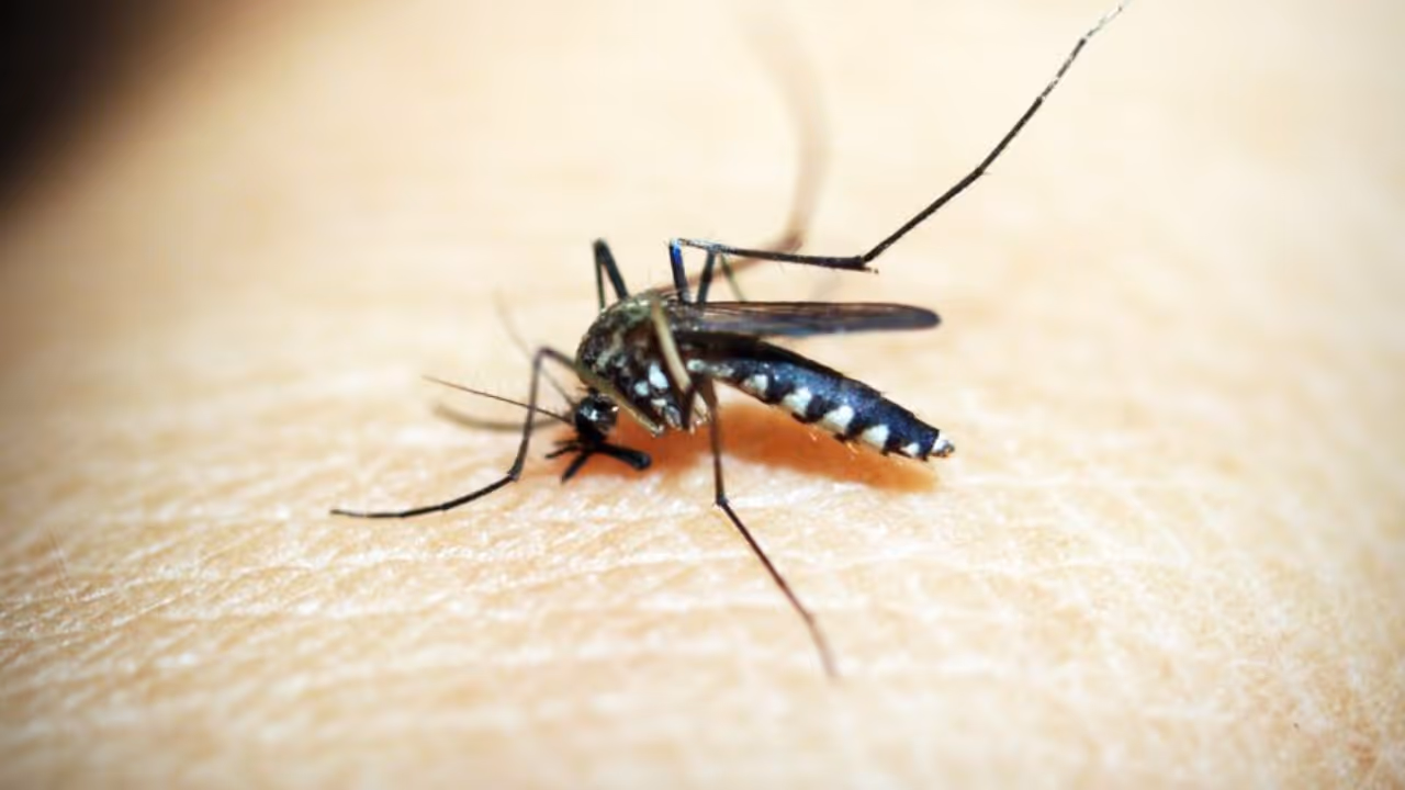 mosquito mosquito