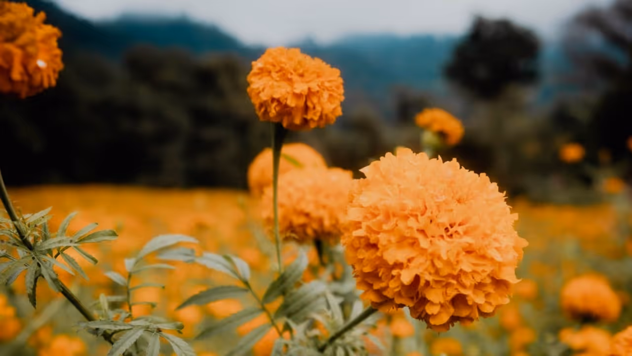marigold flower farming marigold flower farming