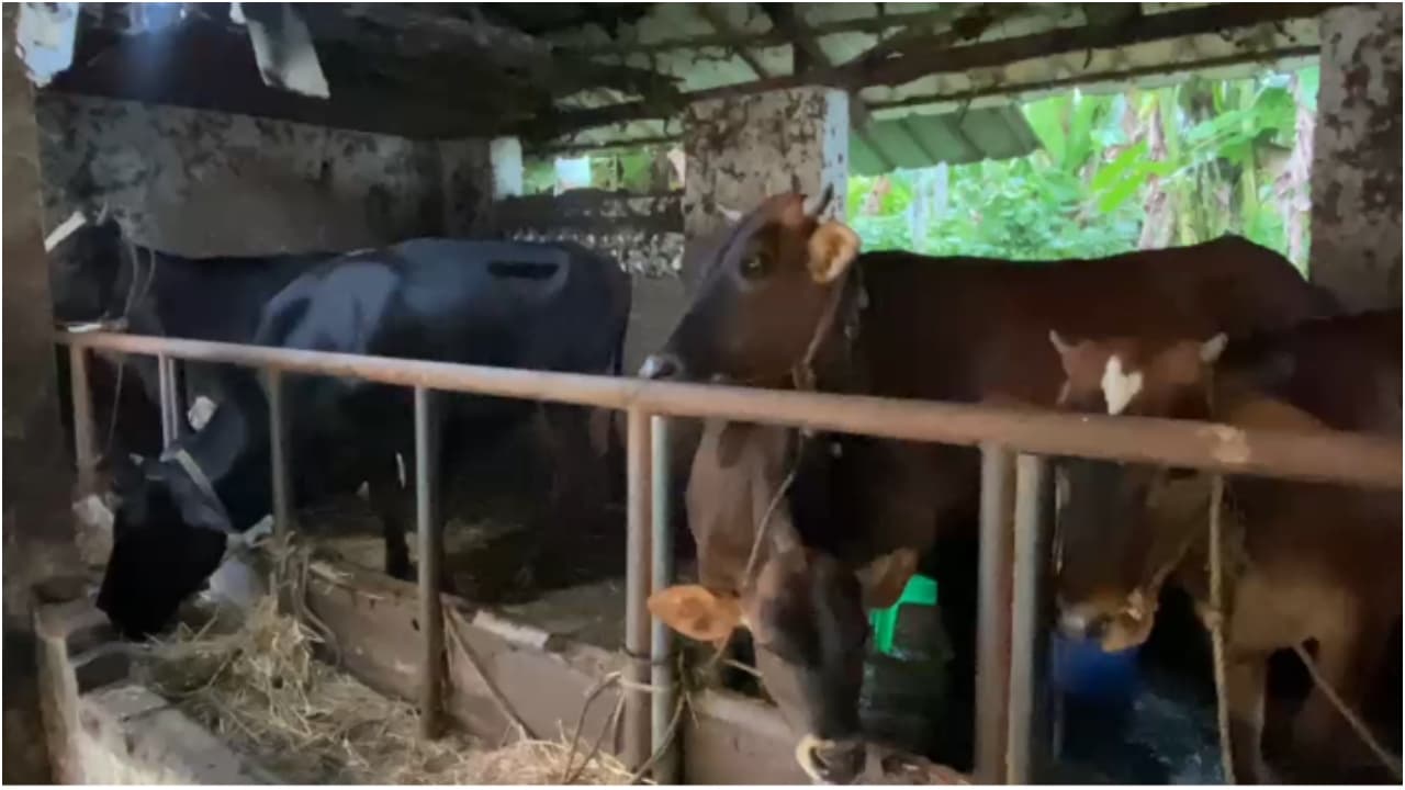 Kerala Woman Offers Shelter to Flood Hit Families and Animals Kerala Woman Offers Shelter to Flood Hit Families and Animals