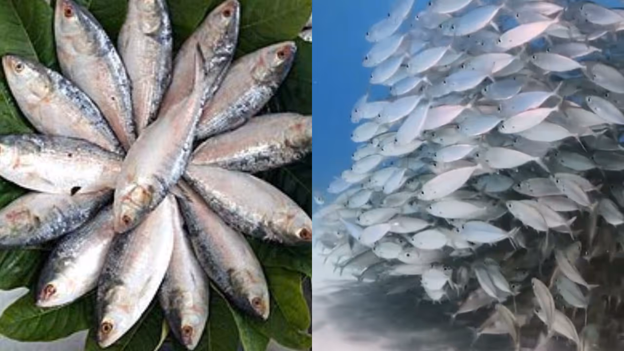 hilsa fish hilsa fish