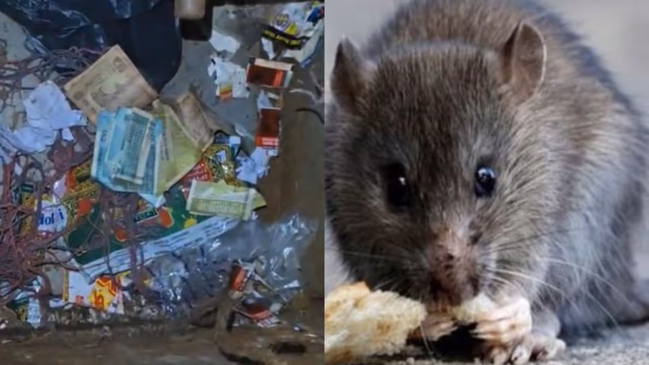 Chikkamagaluru Rat Steals ₹190, Uses Notes To Build Its Nest Chikkamagaluru Rat Steals ₹190, Uses Notes To Build Its Nest