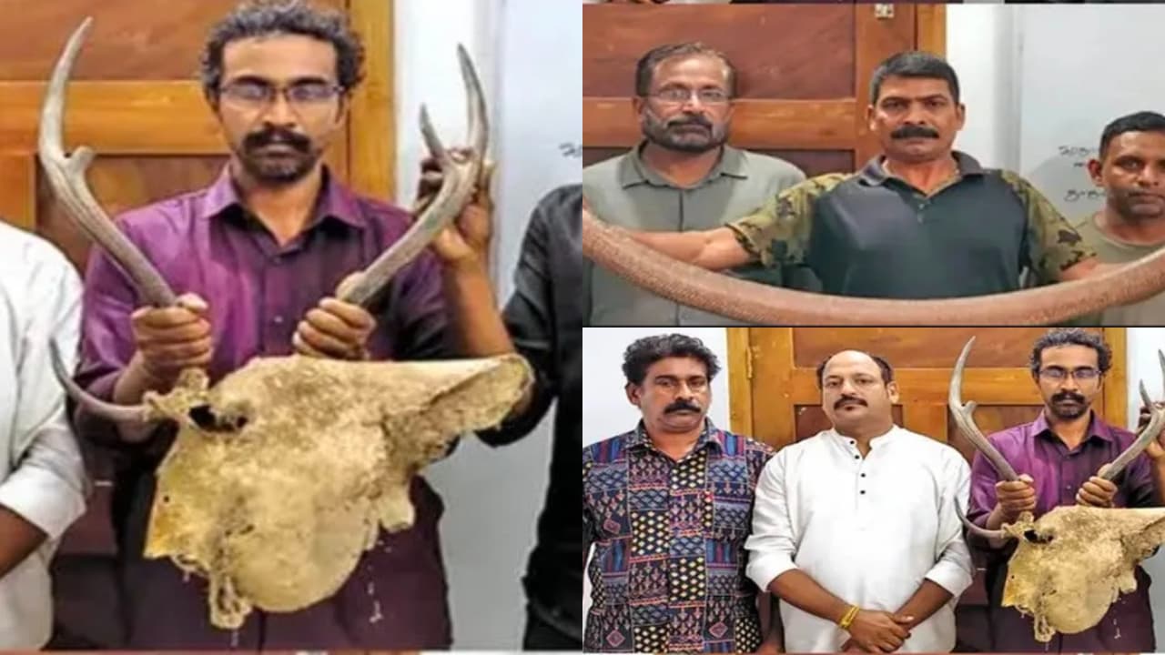 Nine Arrested in Kerala for Illegal Wildlife Trade of Deer Antlers and Two Headed Snake Nine Arrested in Kerala for Illegal Wildlife Trade of Deer Antlers and Two Headed Snake