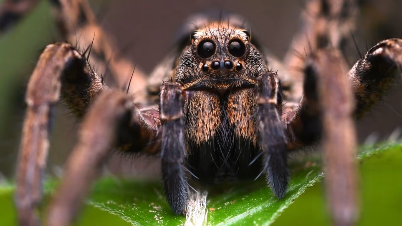 Dharwad workshop records 63 insect and spider species in Halligeri Dharwad workshop records 63 insect and spider species in Halligeri