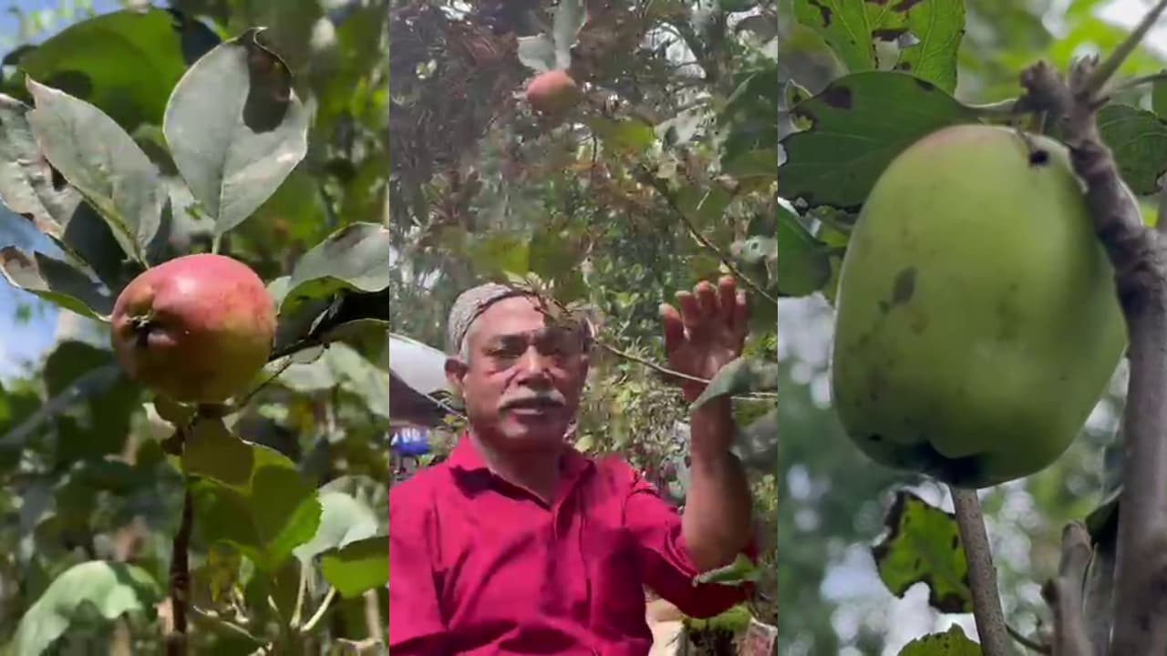 Wayanad Farmer Achieves Breakthrough by Growing Apples in Kerala Wayanad Farmer Achieves Breakthrough by Growing Apples in Kerala